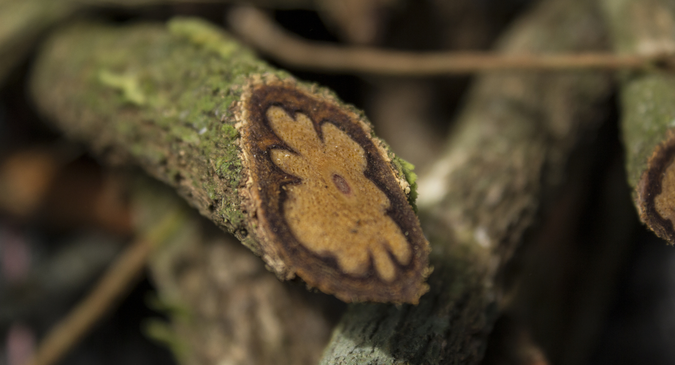 ayahuasca