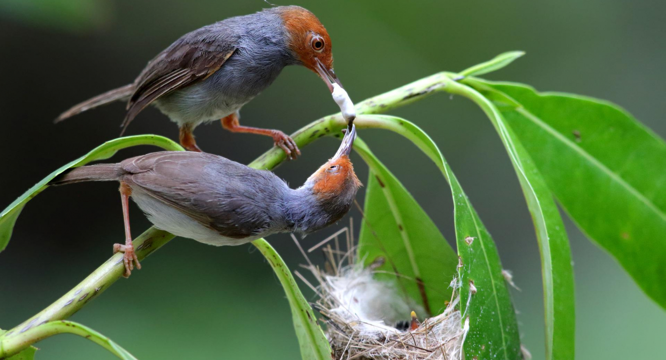 Two birds
